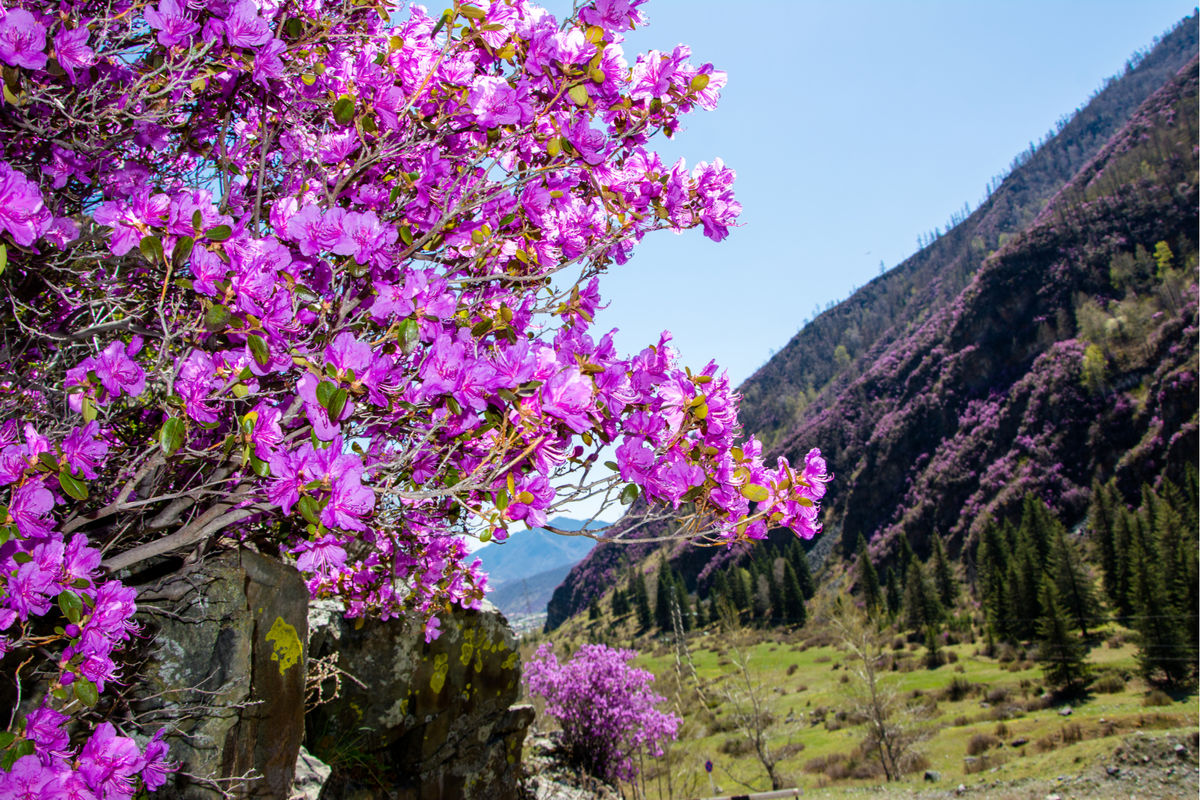 Маральник горный Алтай цветет